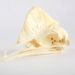 The_Childrens_Museum_of_Indianapolis_-_Cassowary_skull_cast