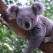 az_koala1