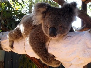 koala_hospital