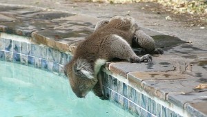 pool_koala